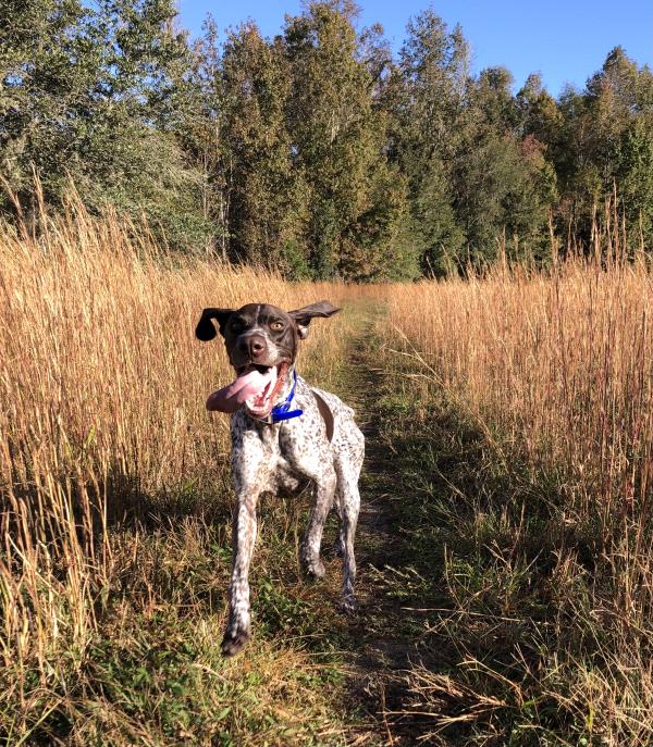 /images/uploads/southeast german shorthaired pointer rescue/segspcalendarcontest2021/entries/21916thumb.jpg